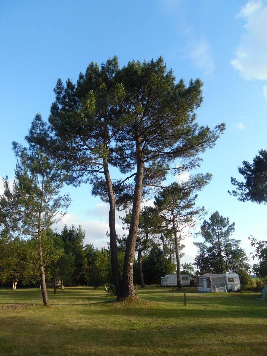 Les emplacements camping du camping GCA, une immersion totale dans la nature girondine