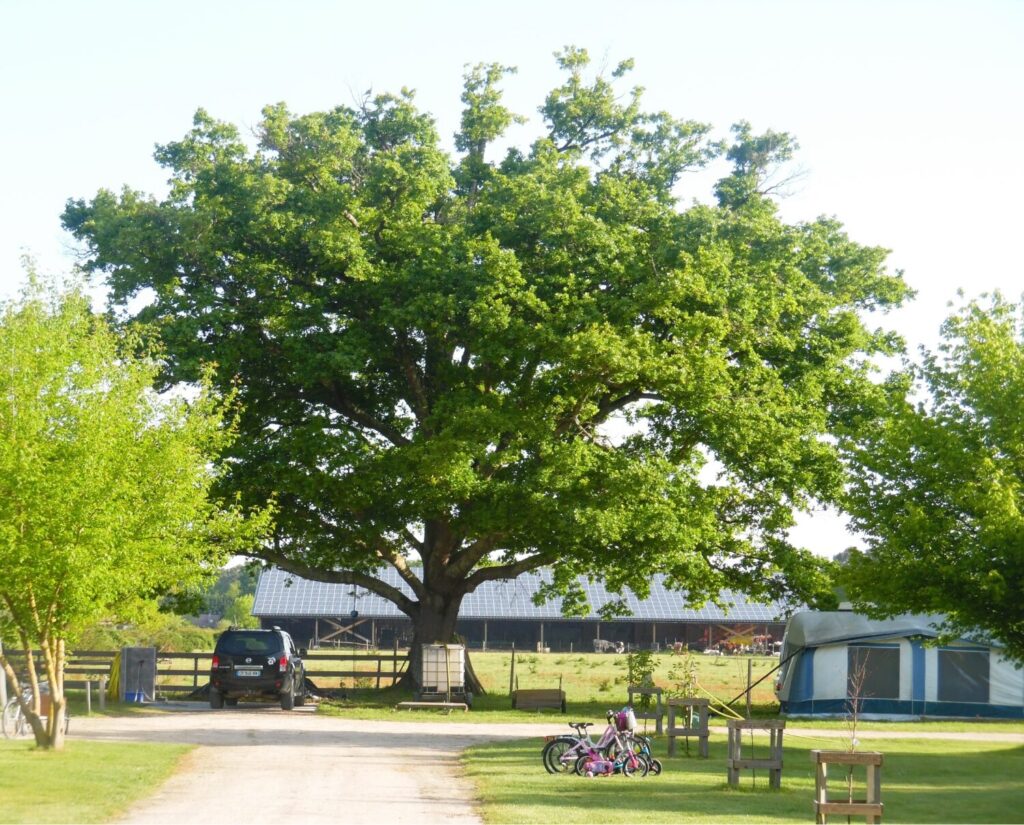 Vue du parc de l'aire naturelle de camping à Naujac-sur-Mer près d’Hourtin