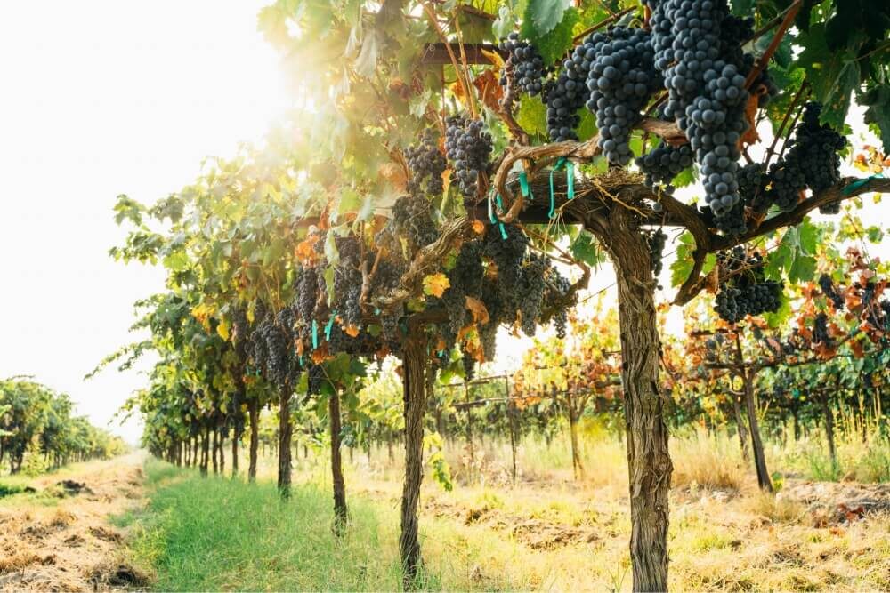 Vignes à proximité des emplacements camping du camping GCA, proche d’Hourtin